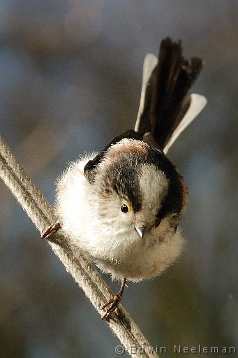 ENE-20080216-0010.jpg - [nl] Staartmees ( Aegithalos caudatus ) | Ommeren, Nederland[en] Long-tailed Tit ( Aegithalos caudatus ) | Ommeren, The Netherlands